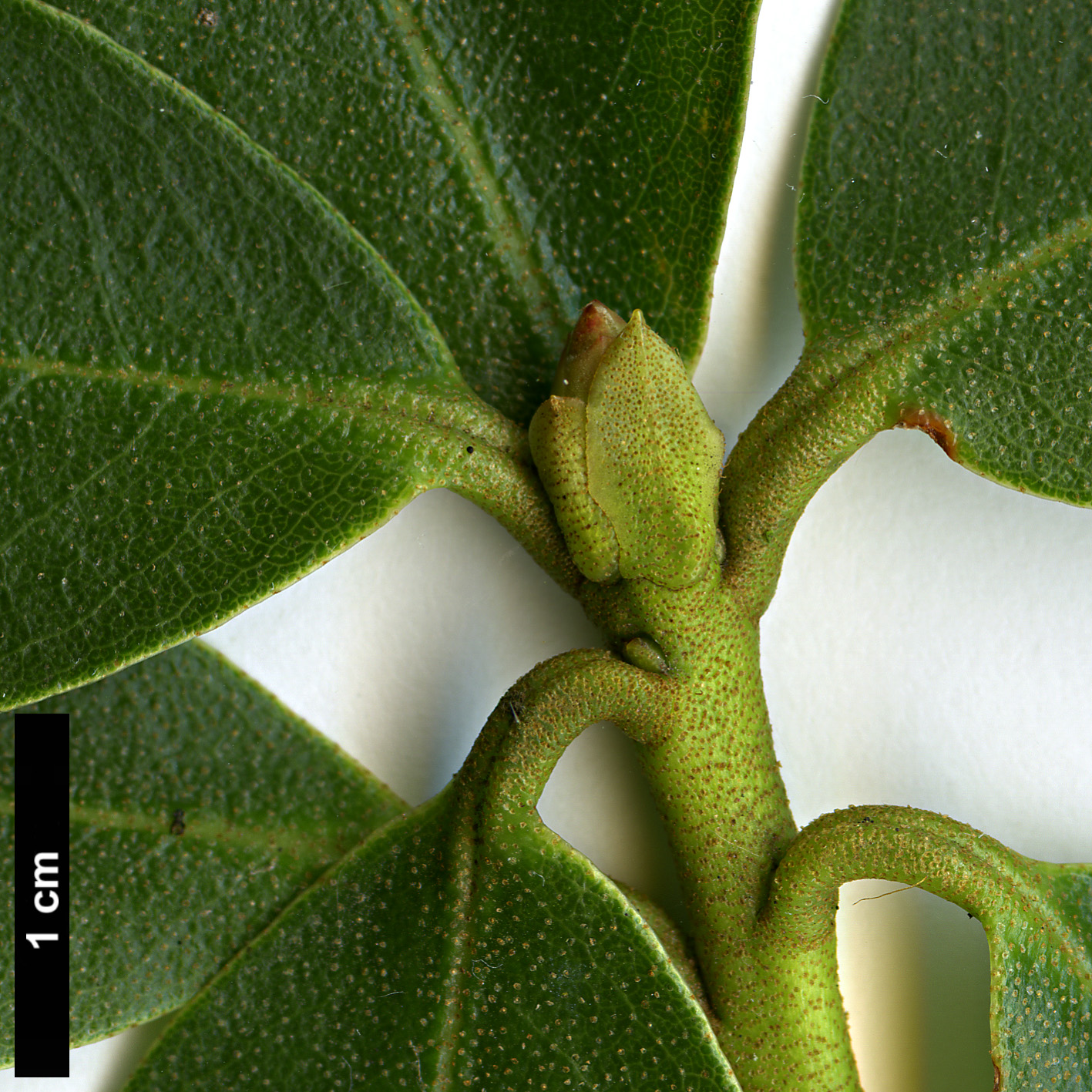 High resolution image: Family: Ericaceae - Genus: Rhododendron - Taxon: sulphureum